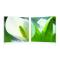 Gruppo di 2 quadri design ARUM