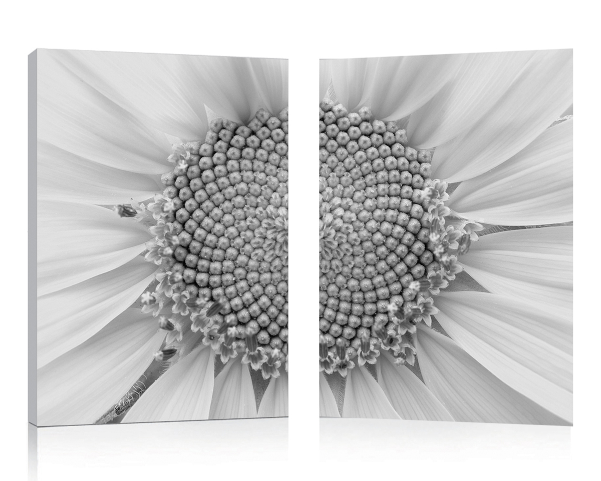 Gruppo di 2 quadri design DAISY