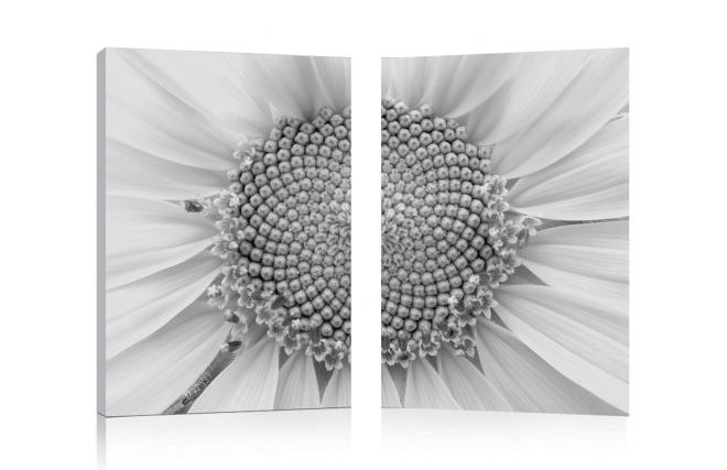 Gruppo di 2 quadri design DAISY