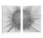 Gruppo di 2 quadri design DAISY