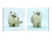 Gruppo di 2 quadri design KITTENS