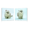 Gruppo di 2 quadri design KITTENS
