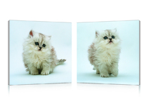 Gruppo di 2 quadri design KITTENS