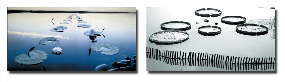 Gruppo di 2 quadri design WATERLILY
