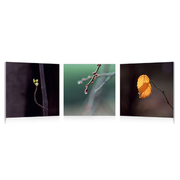 Gruppo di 3 quadri design BUDS image pub1